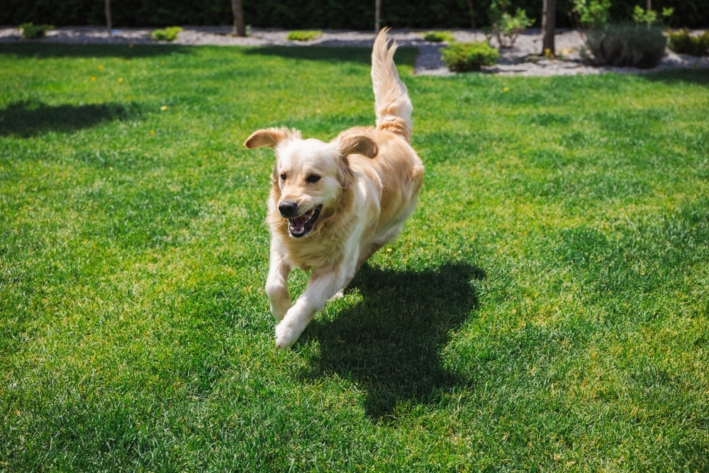 Letsel door een loslopende hond wie betaalt de schade